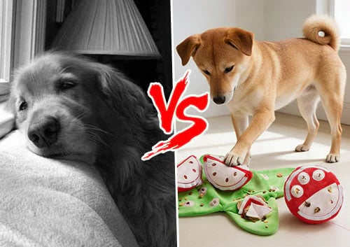 🐶Orange Hide-and-Seek Plush Dog Toys
