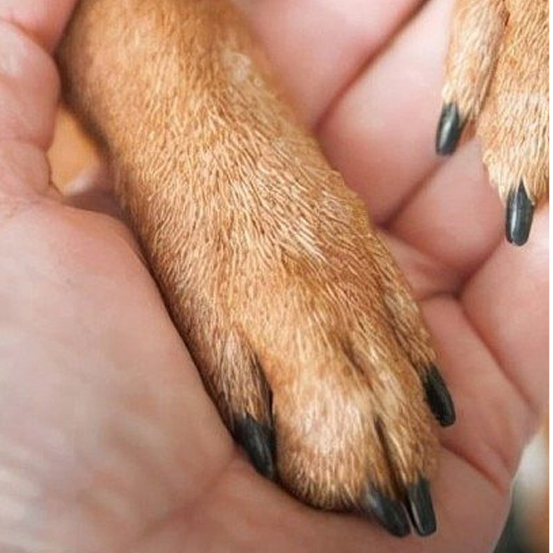 🐕Wooden Pet Nail File with Replaceable Pads